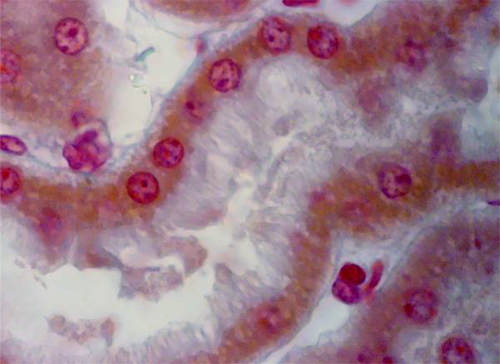 Fig 11. La primera porción del túbulo proximal se reconoce por su amplia luz. Las células son cuboides, no se distinguen los límites entre células. El ribete en cepillo varía en altura y en algunas zonas las microvellosidades están dispuestas de manera relativamente desordenada, están “despeinadas”. Se observa la estructura fibrilar del citoplasma debido a la presencia de mitocondrias que no se pueden distinguir muy claramente con este método. Núcleos vesiculares con prominente nucléolo y cromatina en forma de gránulos y filamentos irregulares.