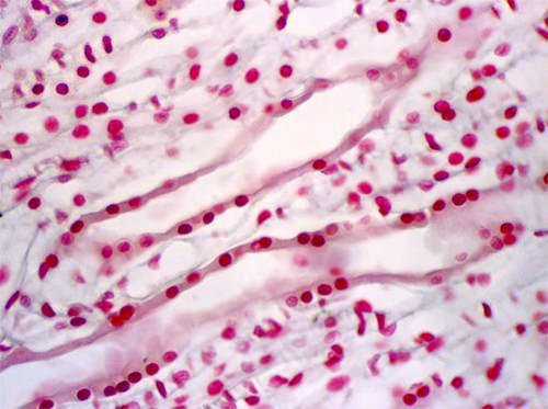 Fig 19. Túbulos colectores. Se reconocen por el citoplasma transparente de las células
Yla ausencia de ribete en cepillo-
