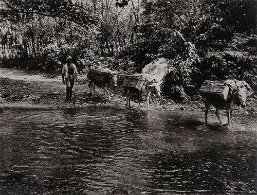 Fig 3. Quebrada bilharziana. Los burros probablemente son refractarios al parasito, pero el arriero no. Fotografía de Carlos Herrera F.