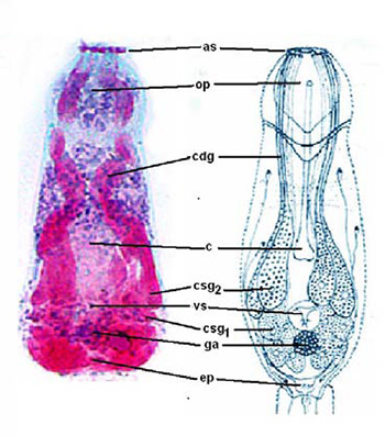Fig 6. A la izquierda fotomicrografía de cercaria coloreada con el tricrómico mencionado en el texto. A la derecha dibujo tomado de Faust (4) as, abertura de ventosa anterior (en rojo los conductos con su respectiva abertura) c, ciego (no se observa en la fotografía) cgd, conductos de glándulas de penetración; csg 1 y csg2 glándulas de penetración; ep, poro excretor; ga, esbozo genital; op, poro oral; vs, ventosa ventral.