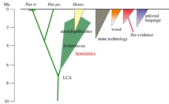 Fig 1. Surgimiento de homíninos a partir de un ancestro común (LCA) con el género Pan (chimpancés y bonobos) Aparición del género Homo y de adaptaciones culturales humanas (4)
