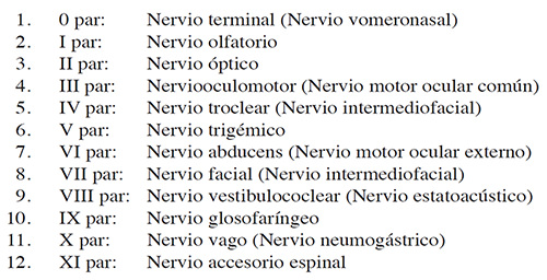 Figura 5. Nervios craneales en la nomenclatura actual.