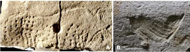 Fig 16. A. Bóvido grabado en piedra caliza, hace 38.000 años. Abri Blanchard, Francia. B. Pájaro, grabado hace 35.000 años. Cantalouette, Dordoña. Francia