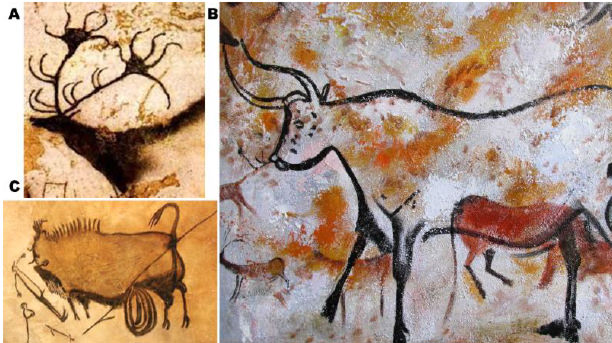 Fig 20. Pinturas rupestres de cueva de Lascaux (17.500 a 15.500 años) A. Megalocero. B Uro y otras figuras superpuestas. C. De izq a der: ave, humano y bisonte