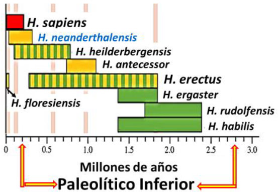 Fig 2. Coexistencia de especies del género Homo (11) Duración del Paleolítico inferior: 2,6 Mill. de años El Paleolítico medio comienza hace 200 mil años y el Superior, unos 45 Mil años. Se extiende durante 35.000 años (Lámina modificada para señalar lapsos del Paleolítico)