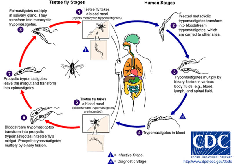 Fig 7. Ciclo vital de Trypanosoma brucei.