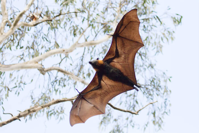 Figura 8. El murciélago es el único mamífero volador del reino animal, existen más de 1.000 especies en todas las latitudes del planeta.