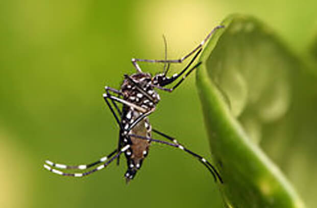 Figura 3. Aedes aegypti