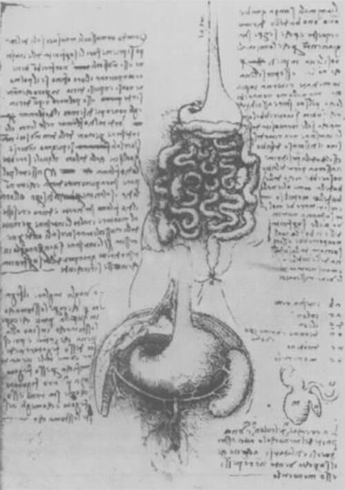 Fig 1. Dibujo de Leonardo Da Vinci (1492) Con permiso de Wiliams & Walkins Co.