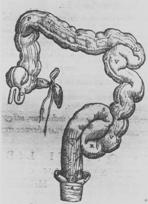 Fig 2. Dibujo de Andreas Vesalius (1543) Cortesía de Univ. of Oklahoma Library