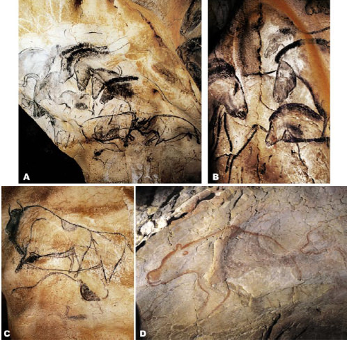 Fig 18. Pinturas rupestres en cueva Chauvet-Pont d’Arc, Francia 37.000 – 33.500 aa. A. Mamut, oso, caballos y rinocerontes lanudos, algunos superpuestos. B. Detalle de cabezas de caballos y cuerpo de león C. Bisontes D. Osos. El pigmento negro es carbón con arcilla.