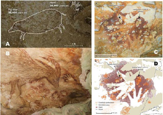 Fig 21. Pinturas rupestres en cuevas de Sulawesi, Indonesia (39) A. Babirusa (35.400 años) y plantilla de mano (39.900 años) en Leang Timpuseng. B. Babirusa y plantillas de mano. C y D. Plantillas de mano encontradas en Leang Jarie (Indonesia).