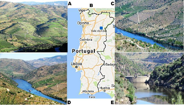 Fig 4. Mapa de Portugal y fotografías del valle del rio Côa. A: Paisaje de colinas con viñedos y olivares. B. Localización del valle del Côa, en mapa de Portugal. C y D: rio Duero, cerca de la desembocadura del Côa. E: Represa inconclusa en el rio Côa.
