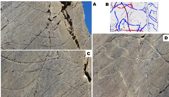 Fig 7. Detalles de roca 1 de Canada do Inferno (25.000 a 20.000 años) A. Uro incidido, con dos cabezas. B. Dibujo del uro fotografiado en A. C y D Uros, técnica de percusión o piqueteado