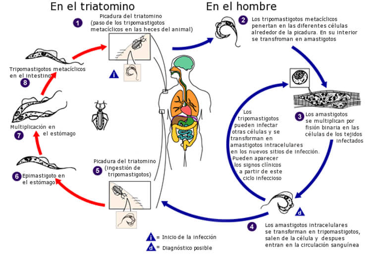 Fig 13. Ciclo del T. cruzi en el hombre (flechas azules) y en los Triatomineos, como la vinchuca y el chito (flechas rojas). Fuente: adaptado del CDC.