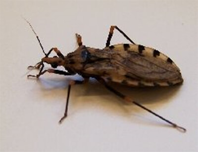 Figura 2. Panstrongylus geniculatus. Reino: Animalia; Filo: Arthropoda; Clase: Insecta; Orden: Hemiptera; Familia: Reduviidae; Subfamilia: Triatominae; Genero: Panstrongilus; Especie: P. geniculatus. (Tomado de Wikipedia).