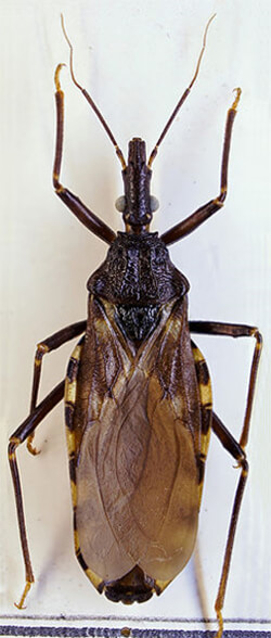 Figura 4. Triatoma infestans. Reino: Animalia; Filo: Arthropoda; Clase: Insecta; Orden: Hemiptera; Suborden: Heteroptera; Infraorden: Cimicomorpha; Superfamilia: Reduvioidea; Subfamilia: Triatominae; Familia: Reduviidae; Género: Triatoma; Especie: T. infestans (Tomado de Wikipedia).