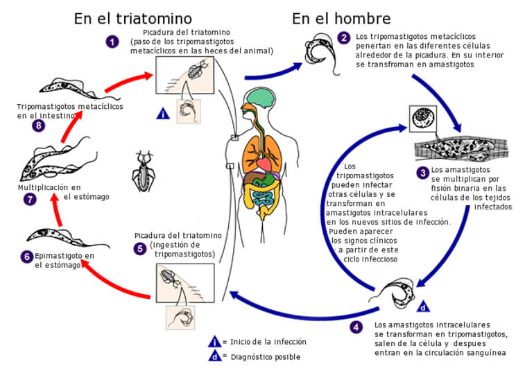 Fig 13. Ciclo del T. cruzi en el hombre (flechas azules) y en los Triatomineos, como la vinchuca y el chito (flechas rojas). Fuente: adaptado del CDC.